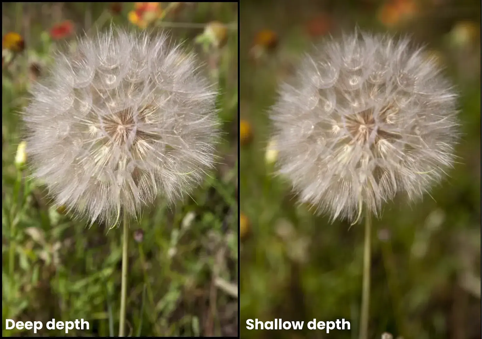Side by side comparison showing or images.Left side image showing deep depth.Right side image showing shallow depth.
