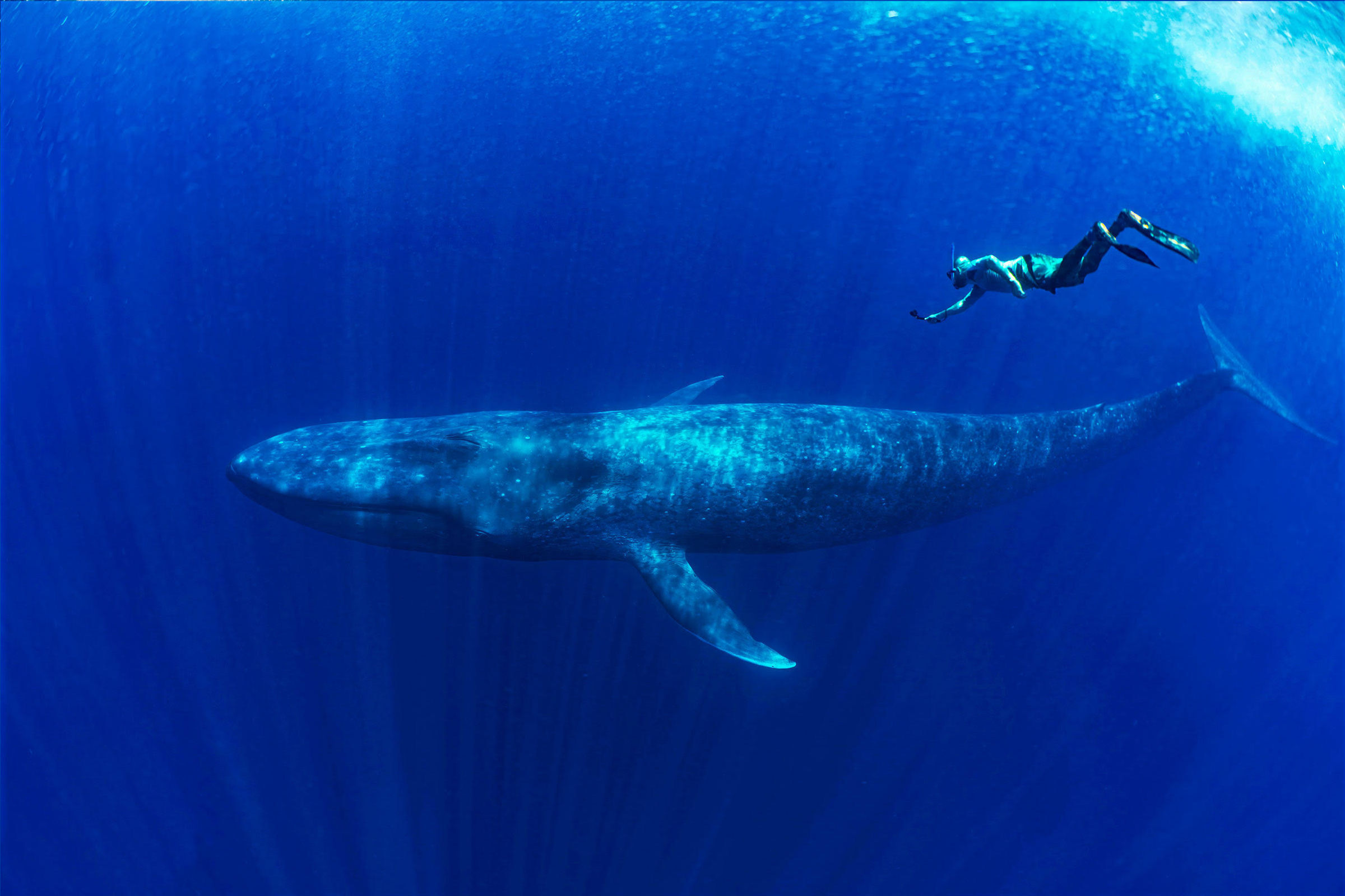 Andrew Watson freediving with a blue whale