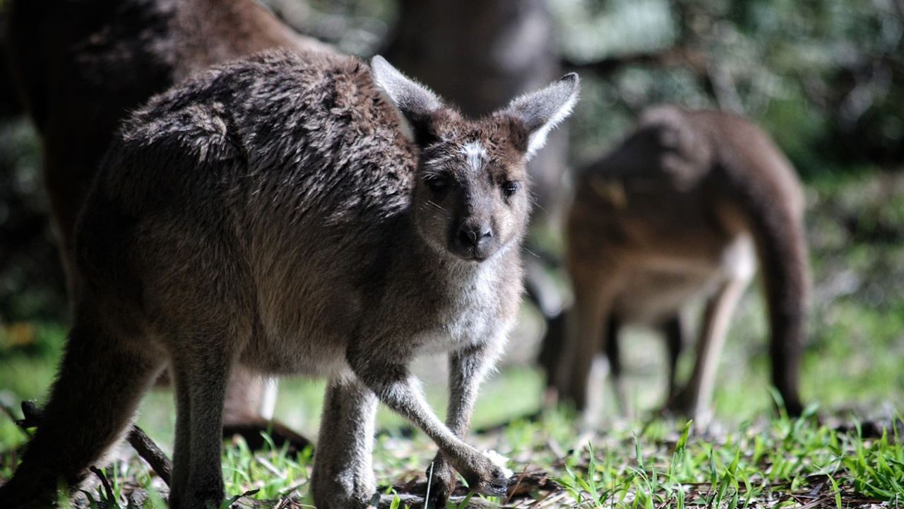 Angular Conference Sidney