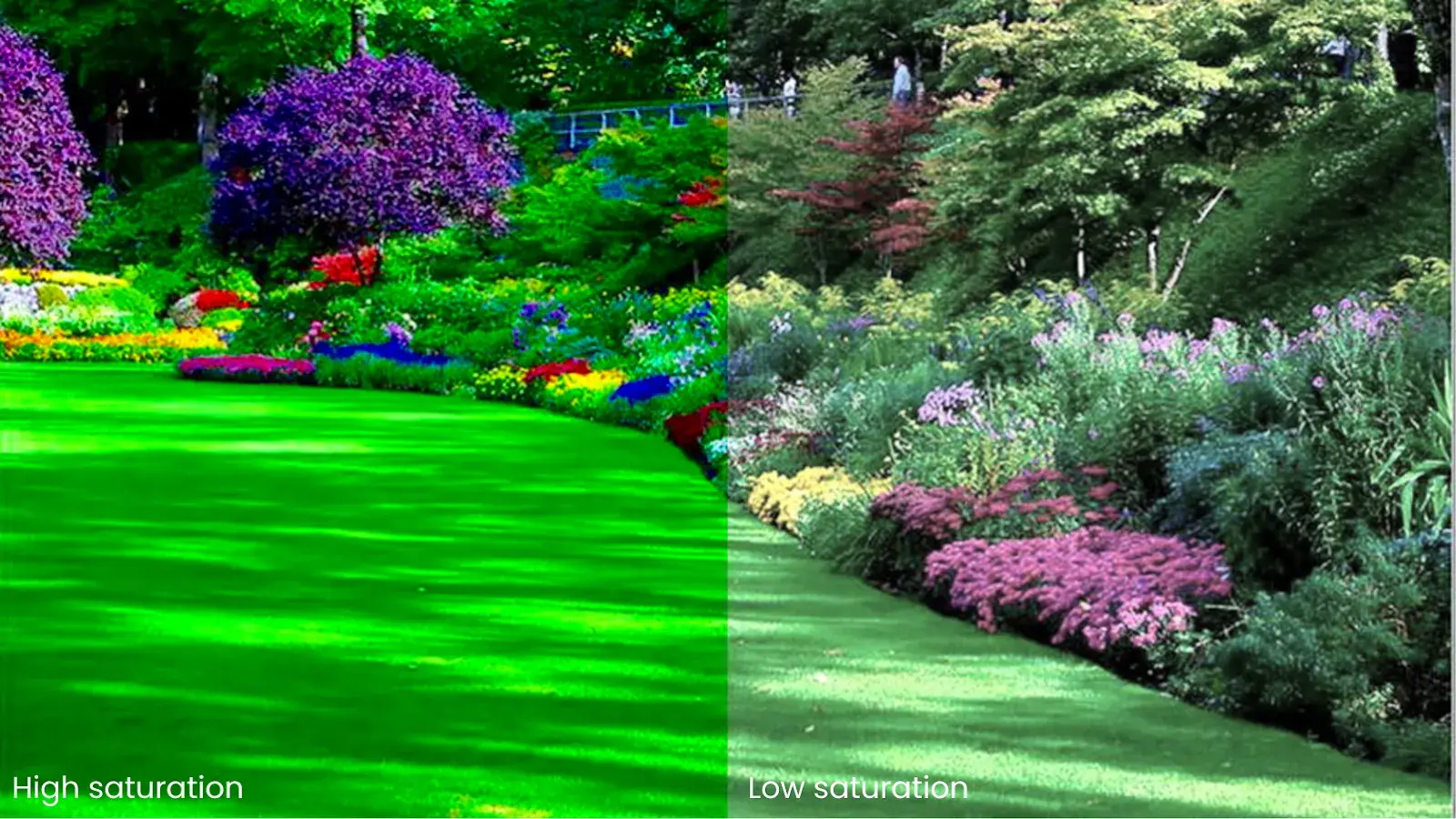 Split image comparison: Left side displays Highly saturated image while right side shows low saturation.